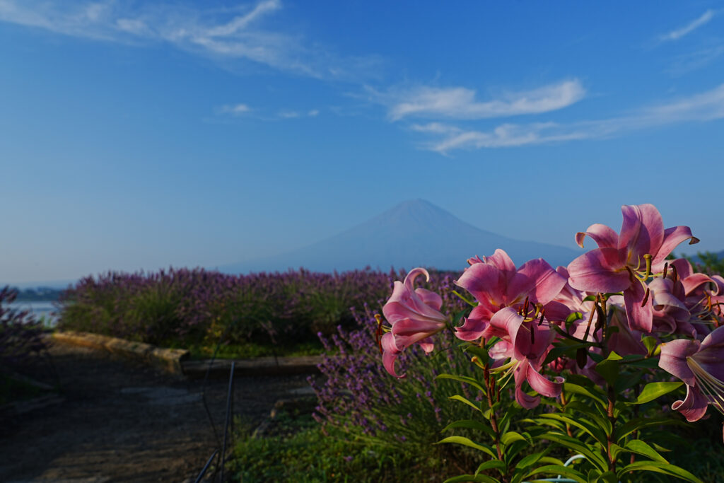 朝日が差してきたので少し移動して移したお花と富士山
