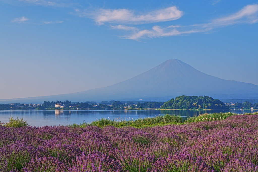 ラベンダー畑越しの富士山