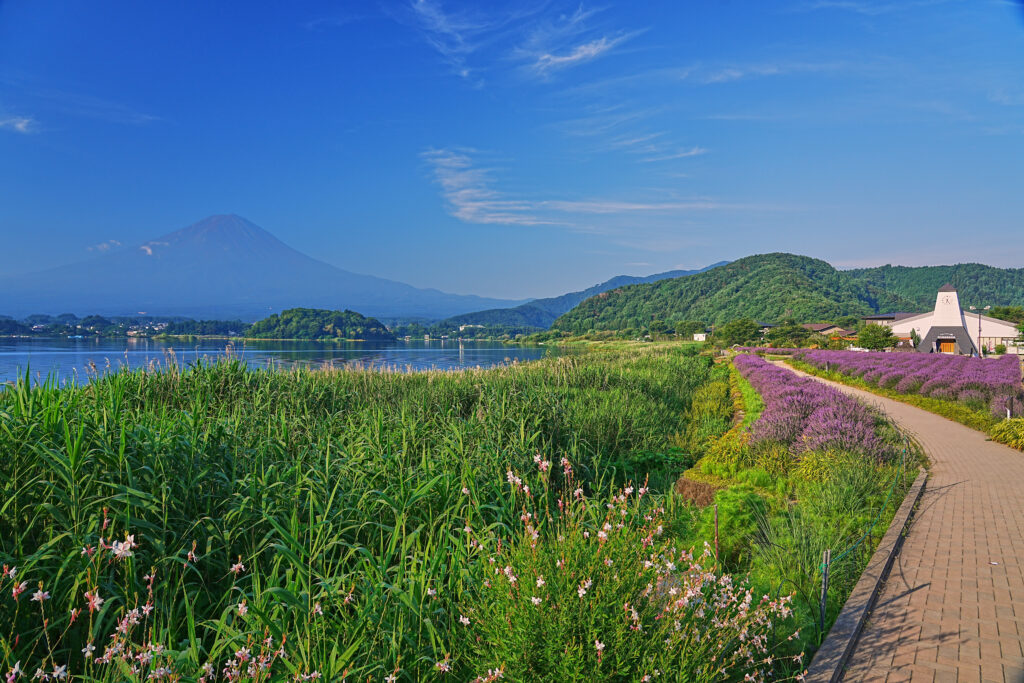 ラベンダー畑越しの富士山。別角度。