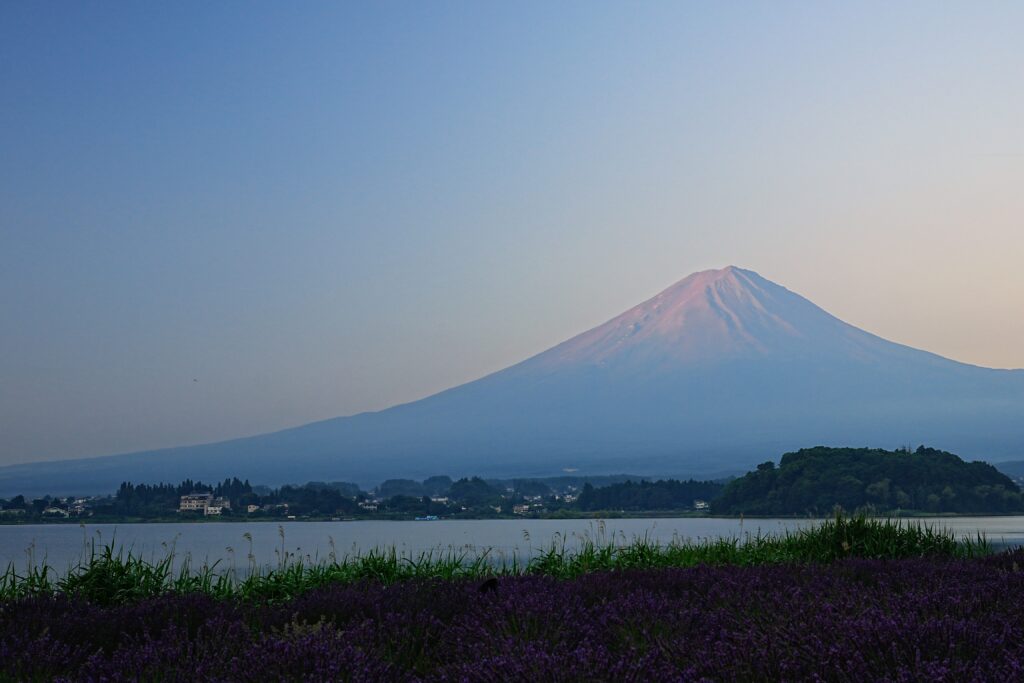 山頂が薄っすらと赤い富士山。手前は河口湖とラベンダー。